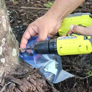 thumbnail for publication: Recolección de muestras de pudrición basal de las palmas causada por Ganoderma